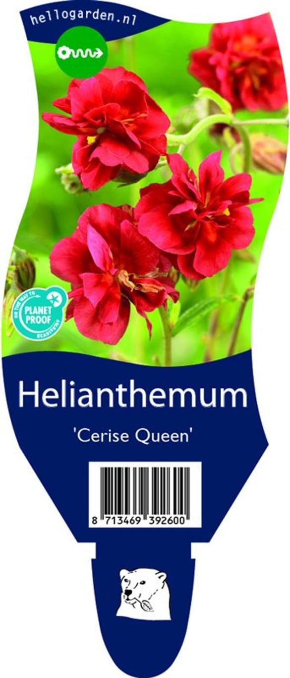 Helianthemum 'Cerise Queen' - P11